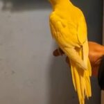 Ringnecks in London