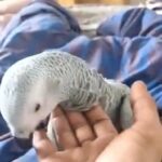 African Grey Babies in London