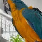 Blue And Gold Macaw in London