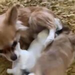 Chihuahuas in Nottingham