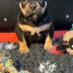 Pocket Bullies in Cannock Chase