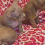 American Pocket Bully Puppies in Birmingham