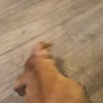 Last Girl Xl Bully Puppy in Portsmouth