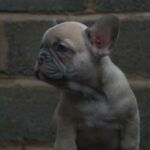 French Bulldogs in Manchester