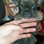 fluffy* ♀️ frenchie in Birmingham