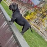 absolute amazing Blue AMERICAN POCKET BULLY FEMALE in Dudley