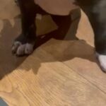 Chunky Black Male Pup King Kodiak Great Grandson in London
