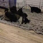 working cocker pups for sale in Dumfriesshire