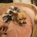 Chihuahua Girl Adult for a new home to love in Bassetlaw