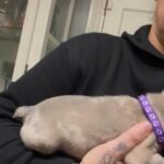 French Bulldog Puppies Last 2 in Birmingham