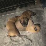 Female Belgian X Puppies in Highland