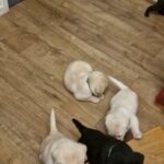 Fabulous puppies in Coventry