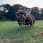 Extreme Micro bully For STUD in Newcastle upon Tyne