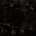 French Bulldog Puppy Bella in Thurrock