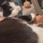 Adorable Female Kitten in London