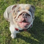 1 Year Old Male English Bulldog in New Forest