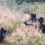German Shepherd puppies in London
