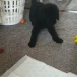 Standard Poodle puppy KC registered in London
