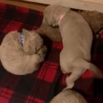 F1b Mini Labradoodles in Rochdale