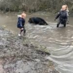 German Shepherd in Sheffield