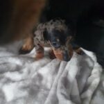 miniature smothered hair dachshunds in Swansea