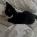 9 Months Old Cat For Sale in Edinburgh