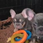 BLUE & Tan French bulldog girl carrying PINK & TESTABLE in Leeds