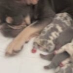 French Bulldog Litter in Birmingham