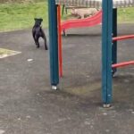female bully abkc registered in South Buckinghamshire