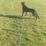 Presa X Corso for good home in North Lanarkshire