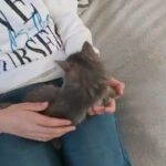 mixed kitten for sale in Salford