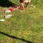 Odin in North Lanarkshire