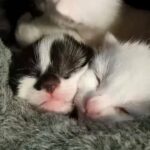purrfect persian kittens in London