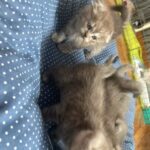 Scottish fold and straight kittens in Aberdeenshire