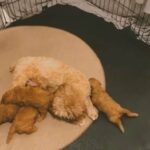 5 f1 cockapoos puppies in London