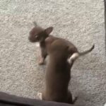 Female Chocolate And Tan Chihuahua in London