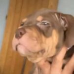 Choc Tri Female Bossy Joker.line Sinatra And more ??????? in Charnwood