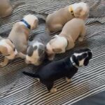 Olde English Bulldogge Pups in Brighton