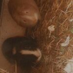 Guinepigs for sale (brothers) 20 in Birmingham