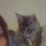 Maine Coon Kitten in Birmingham