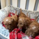 Toy Poochons in Hampshire