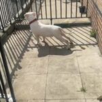 American Bully in London