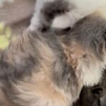 GCCF Registered Persian Kittens in Berkshire