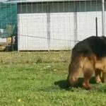 German Shepherd Male in London