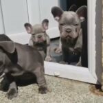 french bulldog puppies for sale in Liverpool