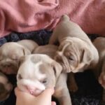 ((ALL SOLD)) top Quality English bulldog pup in South Staffordshire