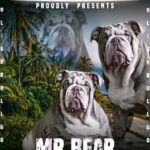 English Bulldog Stud Only in Tendring