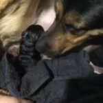 German Shepherd Boy Puppy in London