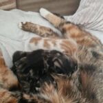 maine coon Cross kittens in Fenland