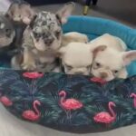 French Bulldog in West Lindsey